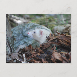 Ferret 2 postcard