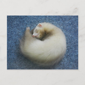 Ferret 4 postcard