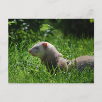 Ferret 5 postcard
