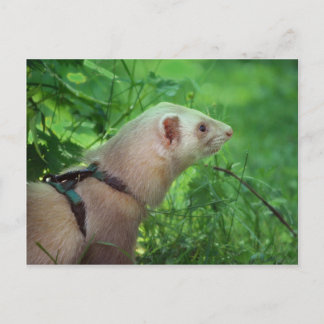 Ferret 6 postcard