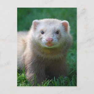 Ferret 7 postcard