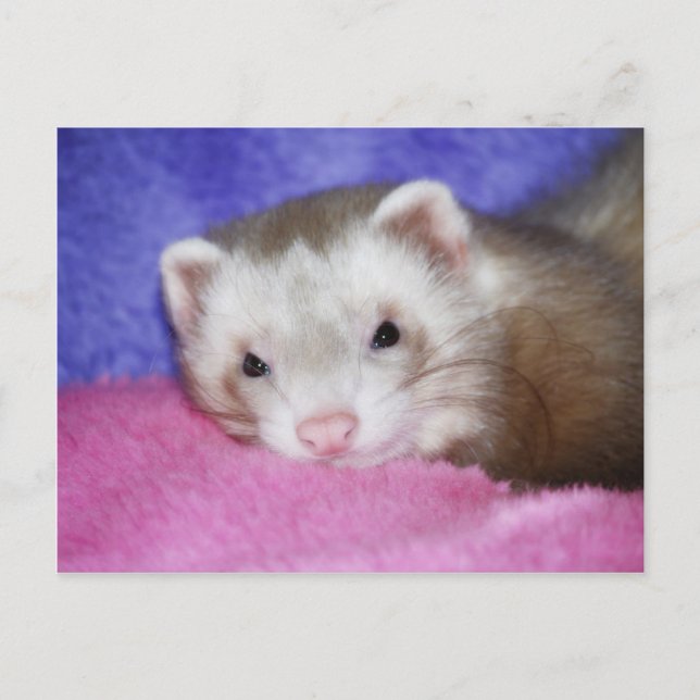 Ferret 9 postcard (Front)