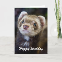 Ferret birthday
