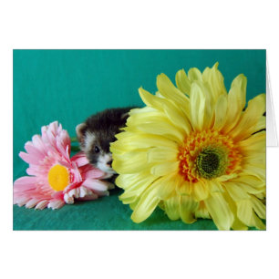 Ferret Card
