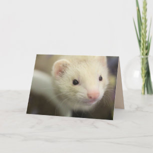 Ferret Card
