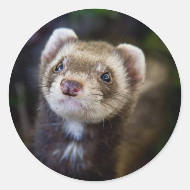 Ferret Classic Round Sticker (Front)