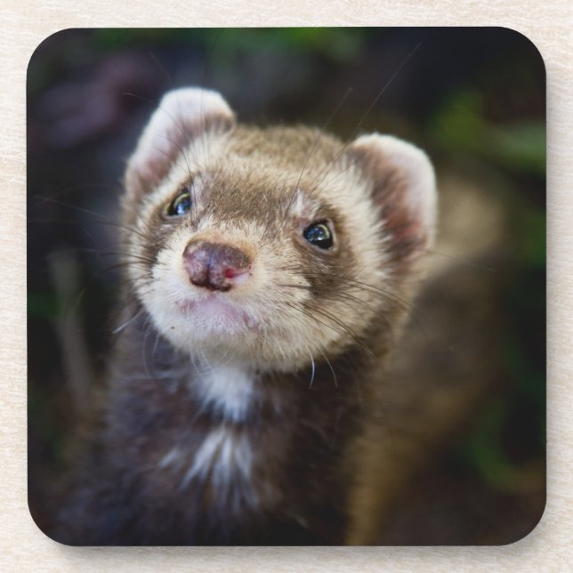 Ferret Coaster (Front)