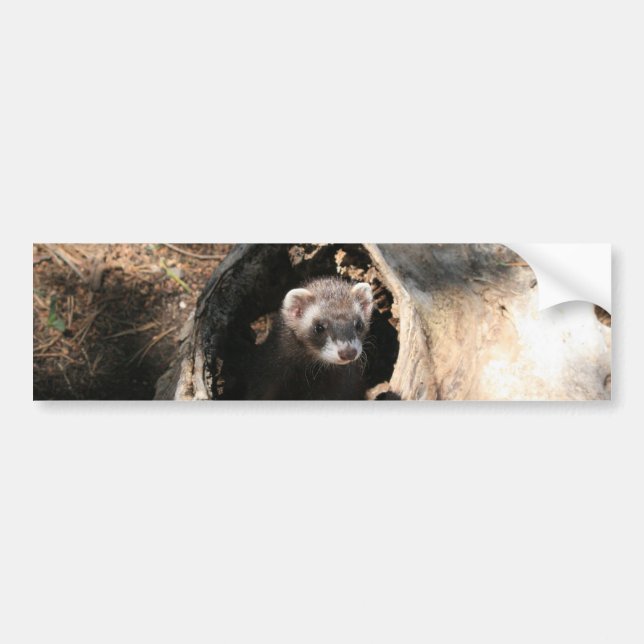 Ferret Face Bumper Sticker (Front)