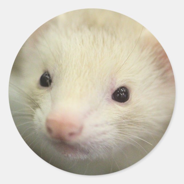Ferret face classic round sticker (Front)