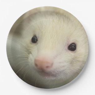Ferret face paper plate