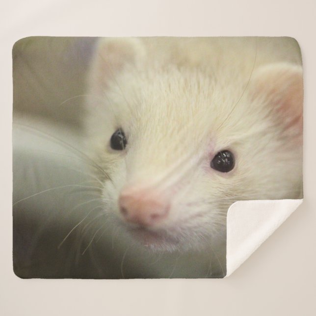 Ferret face sherpa blanket (Front (Horizontal))
