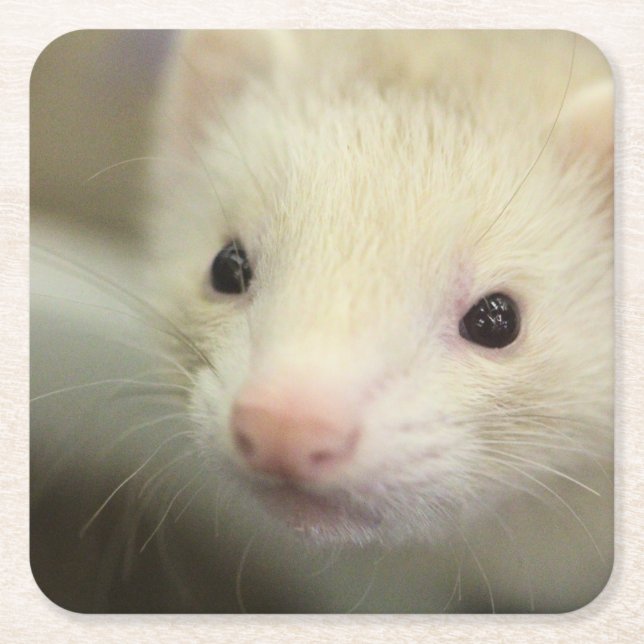 Ferret face  square paper coaster (Front)