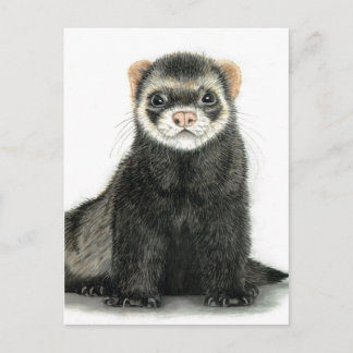 Ferret fun! postcard