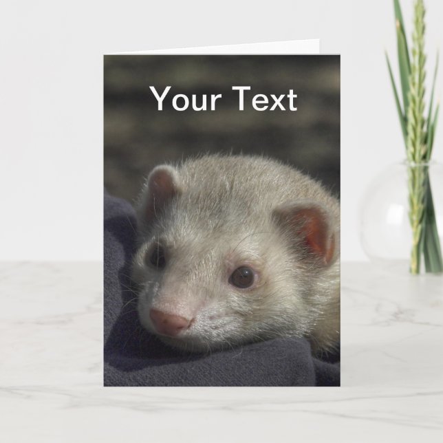Ferret Greeting Card (Front)