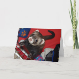 Ferret Greeting Card