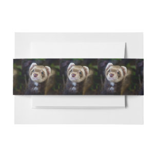 Ferret Invitation Belly Band