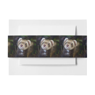 Ferret Invitation Belly Band