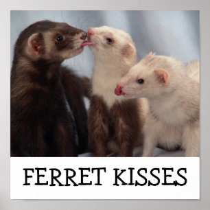 Ferret Kisses Poster