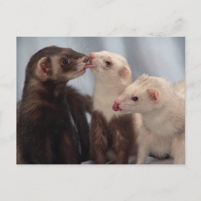 Ferret Love Postcard (Front)