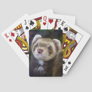 Ferret playing cards