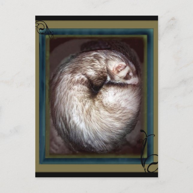 ferret postcards (Front)