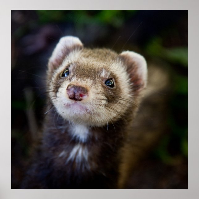 Ferret Poster (Front)