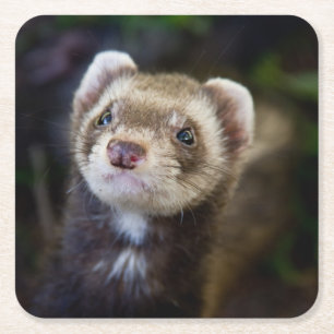 Ferret Square Paper Coaster