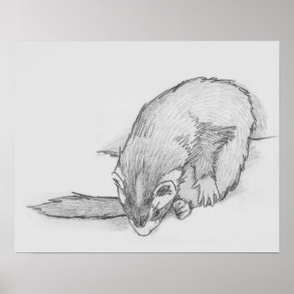 "Ferret Wheel" Ferret Drawing Poster