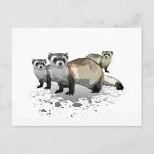 Ferrets Postcard