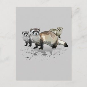 Ferrets  postcard