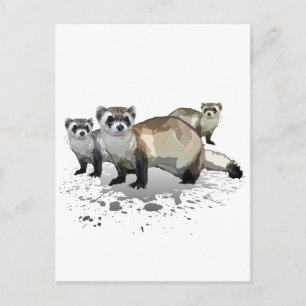 Ferrets Postcard
