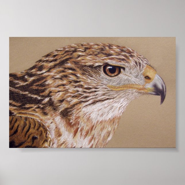 Ferruginous Hawk Poster (Front)