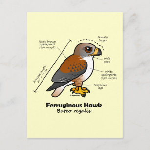 Ferruginous Hawk Statistics Postcard