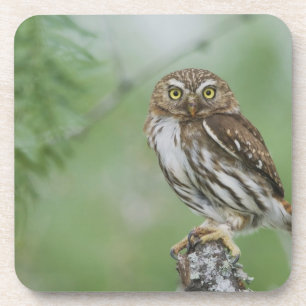 Ferruginous Pygmy-Owl, Glaucidium brasilianum, 3 Coaster