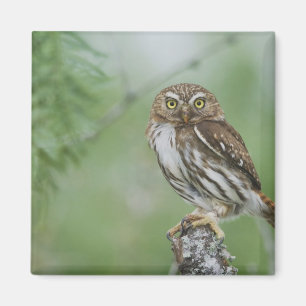 Ferruginous Pygmy-Owl, Glaucidium brasilianum, 3 Magnet