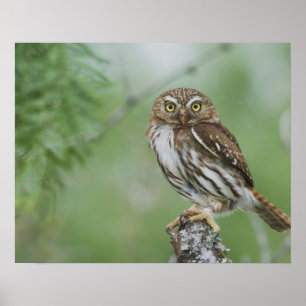 Ferruginous Pygmy-Owl, Glaucidium brasilianum, 3 Poster