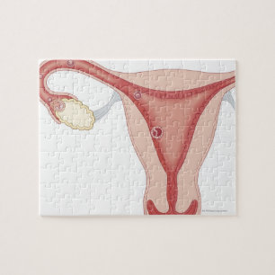 Fertilised Egg Becoming Embryo Jigsaw Puzzle