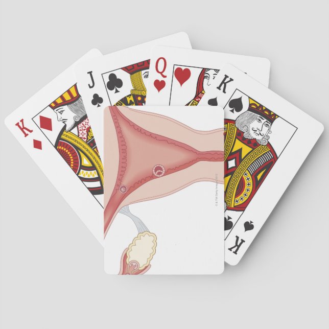 Fertilised Egg Becoming Embryo Playing Cards (Back)