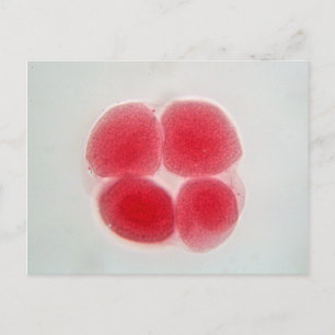 Fertilised egg cell under the microscope postcard