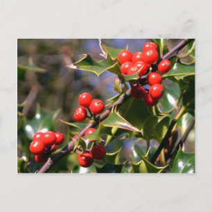 Festive Berries Postcard
