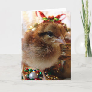 Festive Christmas Chick  Holiday Card