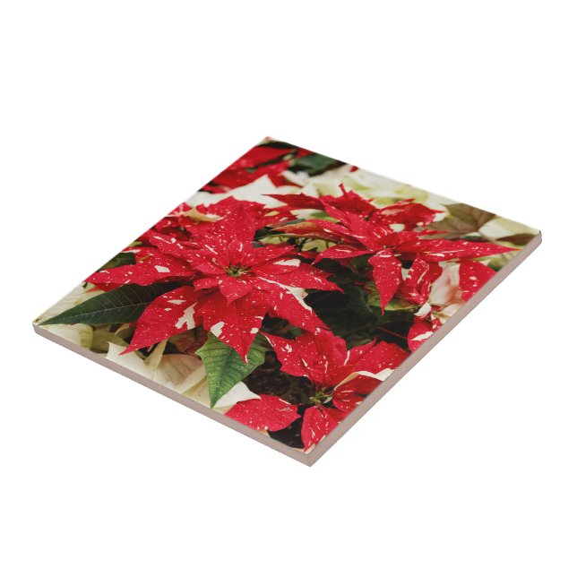 Festive Red White Floral Poinsettias Ceramic Tile (Side)