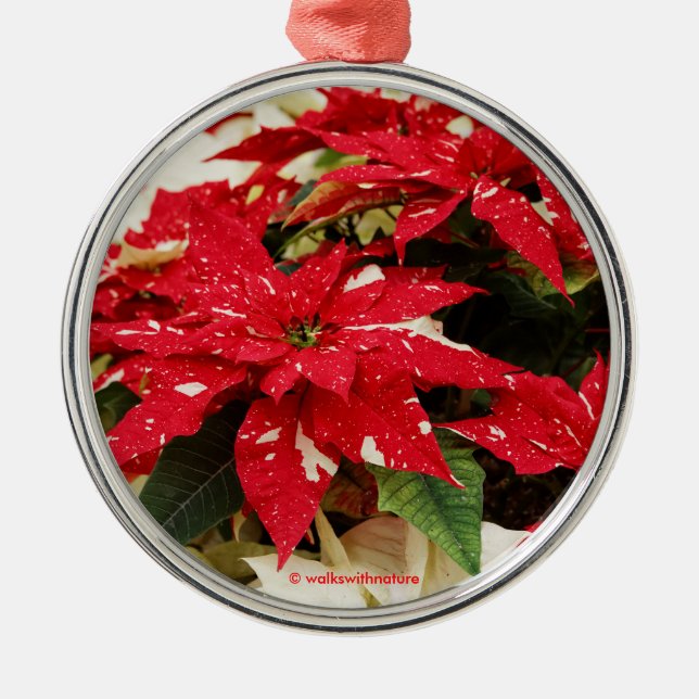 Festive Red White Floral Poinsettias Metal Ornament (Front)