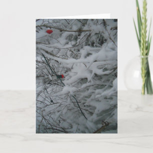 "Festively Fluffed" Christmas Card