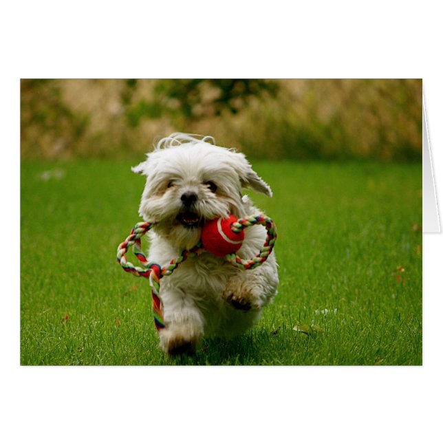 Fetching Puppy (Front Horizontal)