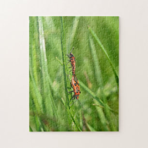 Feuerwanzen in grüner Natur Jigsaw Puzzle