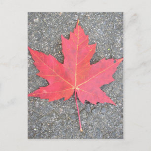 Feuille morte postcard