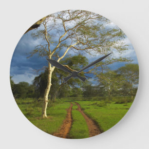 Fever Tree (Acacia Xanthophloea) By Dirt Track Large Clock