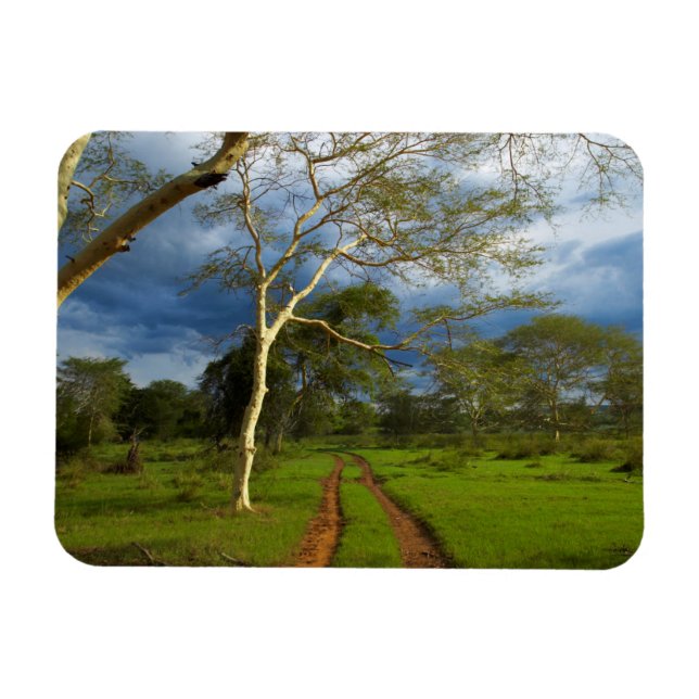 Fever Tree (Acacia Xanthophloea) By Dirt Track Magnet (Horizontal)