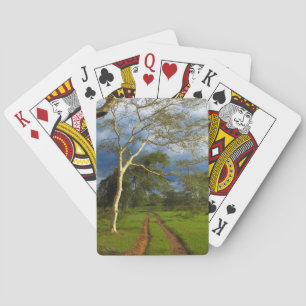 Fever Tree (Acacia Xanthophloea) By Dirt Track Playing Cards